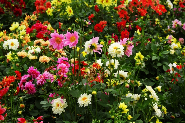 【安阳百川】小丽菊一组