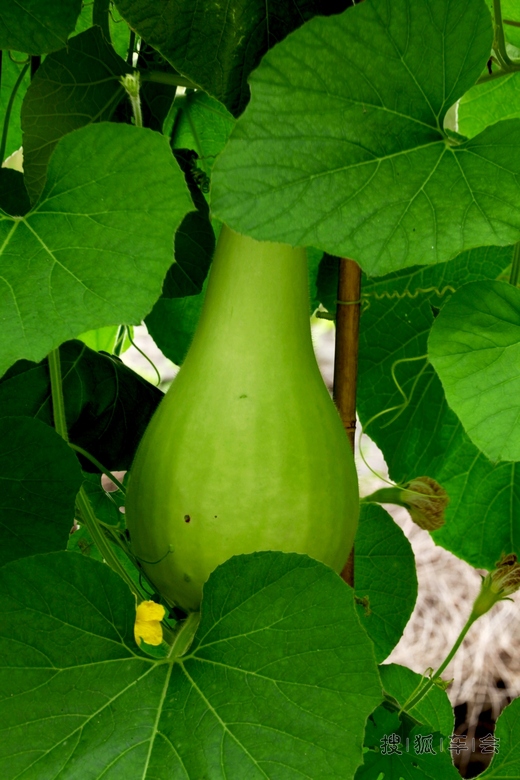 [原创]农家小菜园