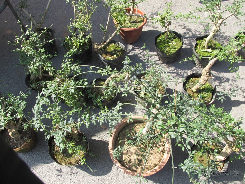 迎春花等盆景