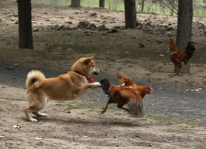 22815286.jpg_s780