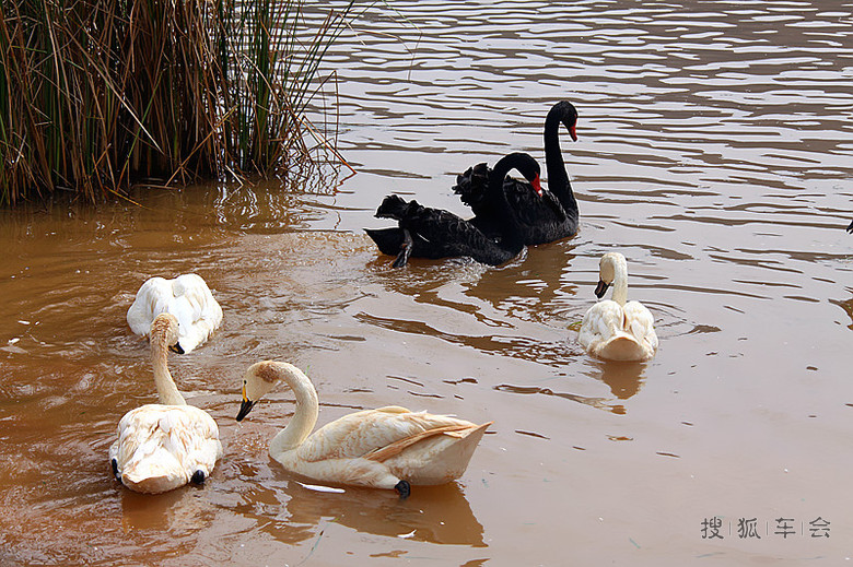 彩云之南自驾游:天鹅湖里的黑白“战争”_车行天下_搜狐车友会