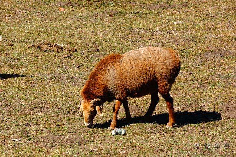 【安阳百川】阿勒泰大尾羊