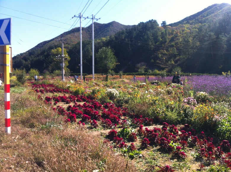 延庆四海、千家店(四季花海、百里画廊)一日游