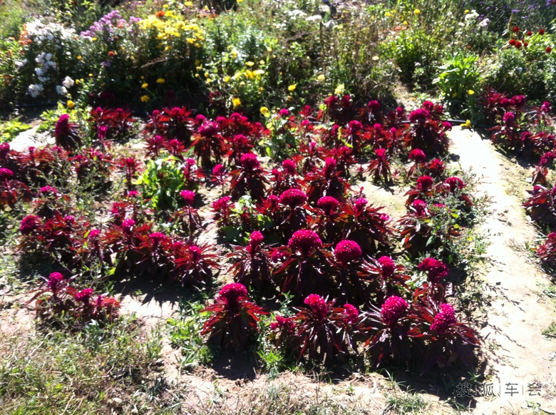 延庆四海、千家店(四季花海、百里画廊)一日游