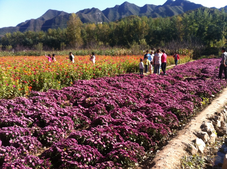 延庆四海、千家店(四季花海、百里画廊)一日游