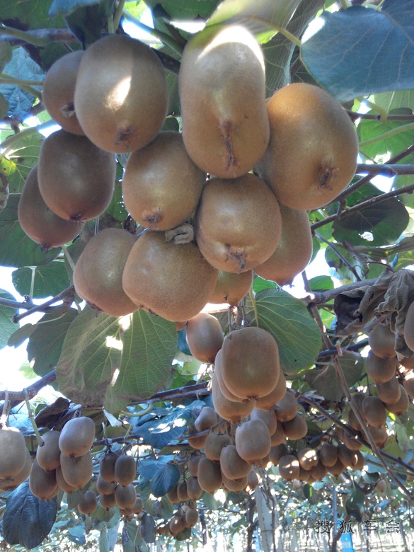 【我眼中的世界】猕猴桃的季节_汽车60部队