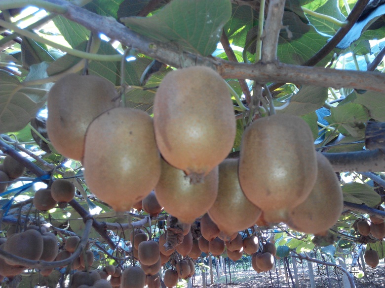 【我眼中的世界】猕猴桃的季节_汽车60部队