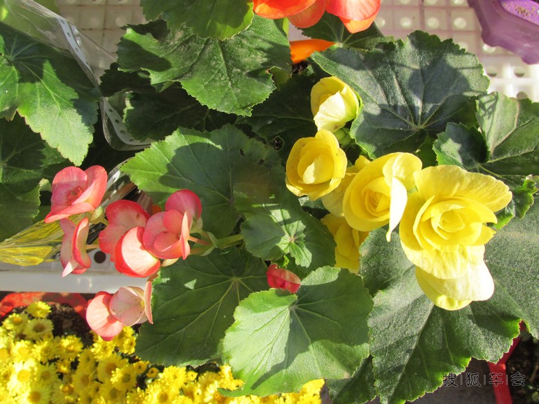 [安阳百川]秋天的小海棠