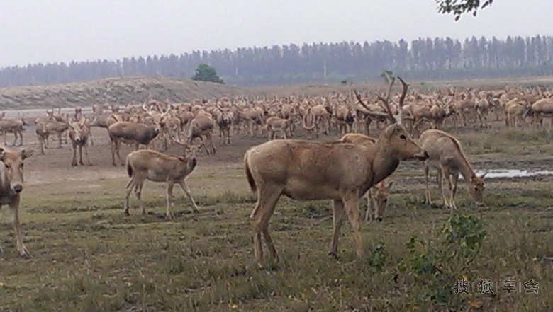 盐城大丰麋鹿国家级自然保护区