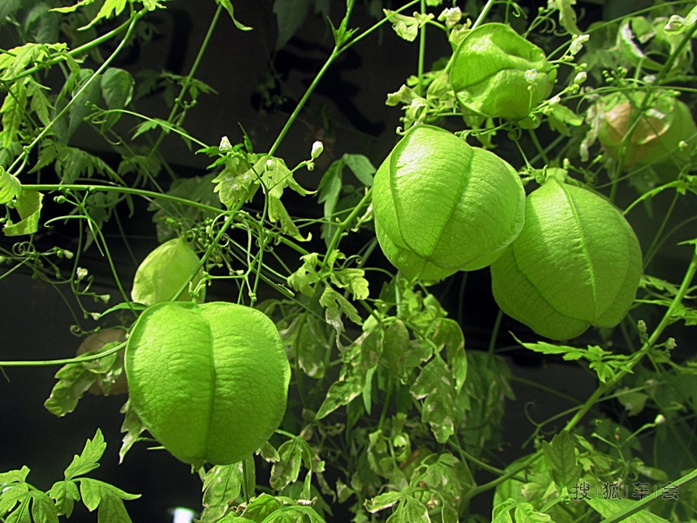 【天行小札】风船葛