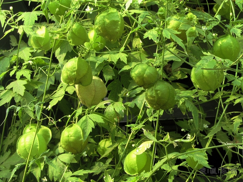 【天行小札】风船葛