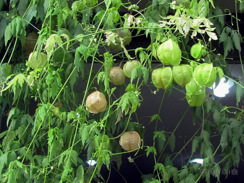 【天行小札】风船葛