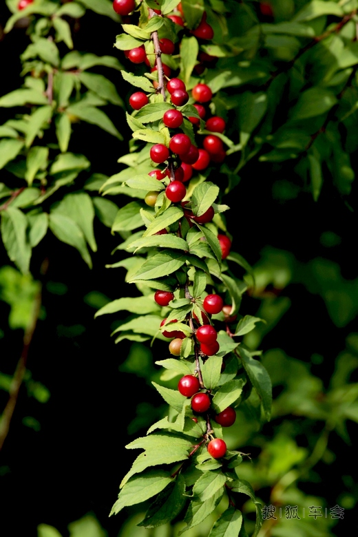 [原创] 蓖麻-银杏-红豆豆 _北京比亚迪S6