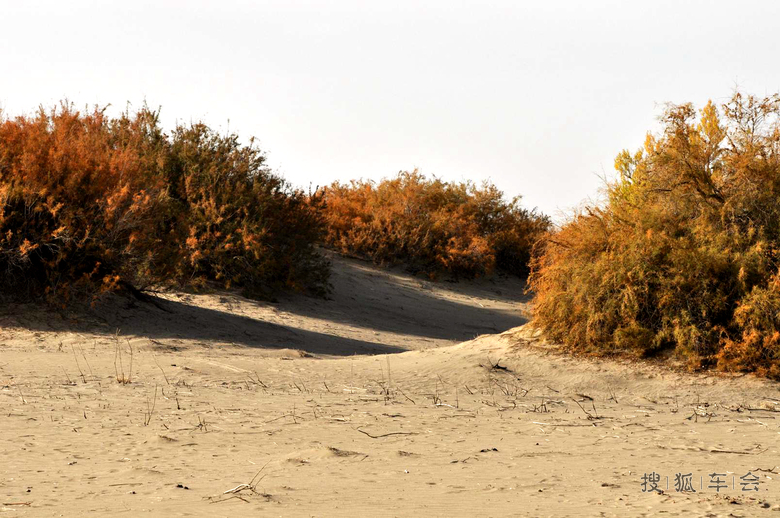 西行漫游记--京塔胡杨林_京A军团摩旅