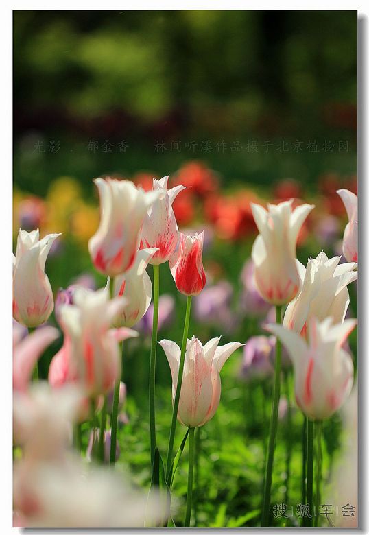 [原创]沉默,是一种坚强。_北京炫丽人生平车友