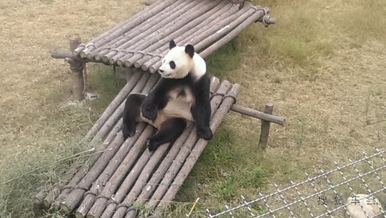 [分享20151103]大丰港动物园里的大熊猫
