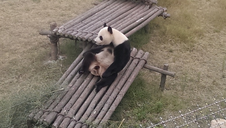 [分享20151103]大丰港动物园里的大熊猫