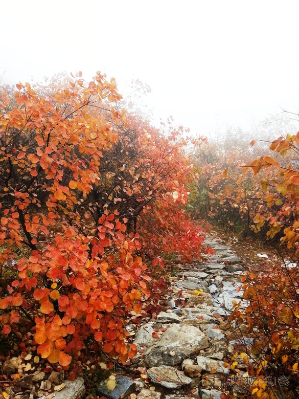幽岚山徒步小走,泗马沟赏红叶