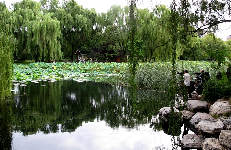 水岸垂柳依依 ---漫步玉渊潭 _中国自驾游户外联