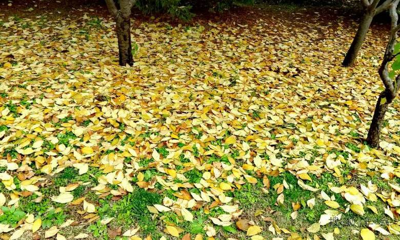 五彩斑斓的叶子_北京比亚迪S6