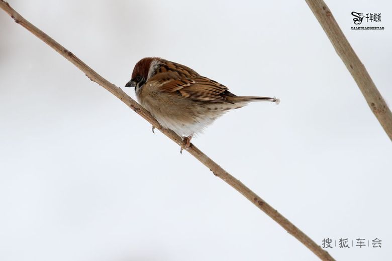看看下雪天小炮打到了啥