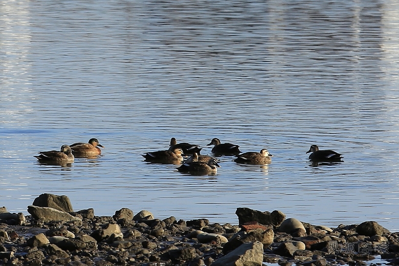 【安车百川】江边拍野鸭子