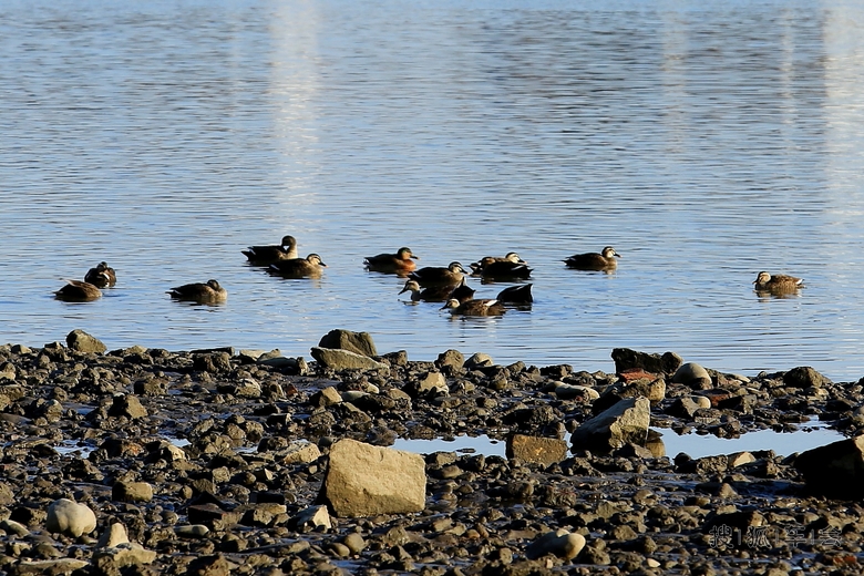 【安车百川】江边拍野鸭子