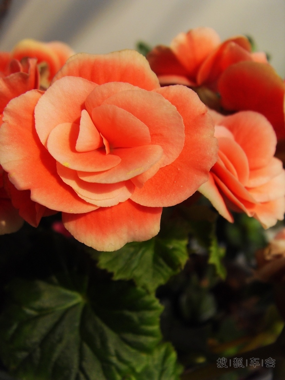 【安阳百川】屋里看花