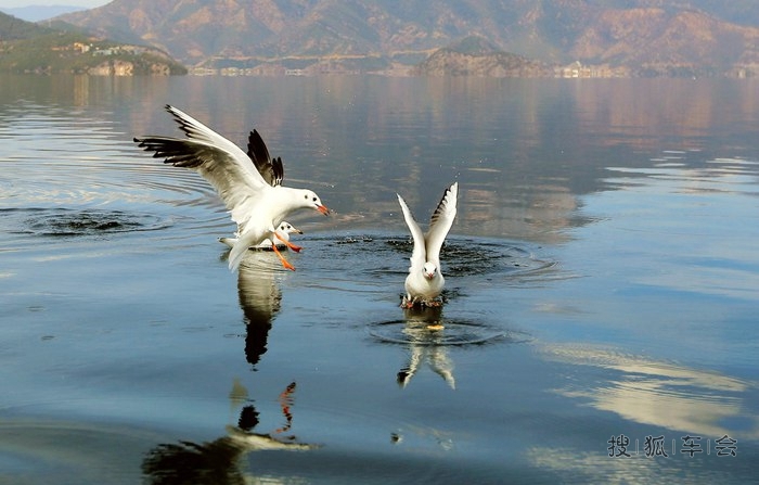 像鸟儿一样自由