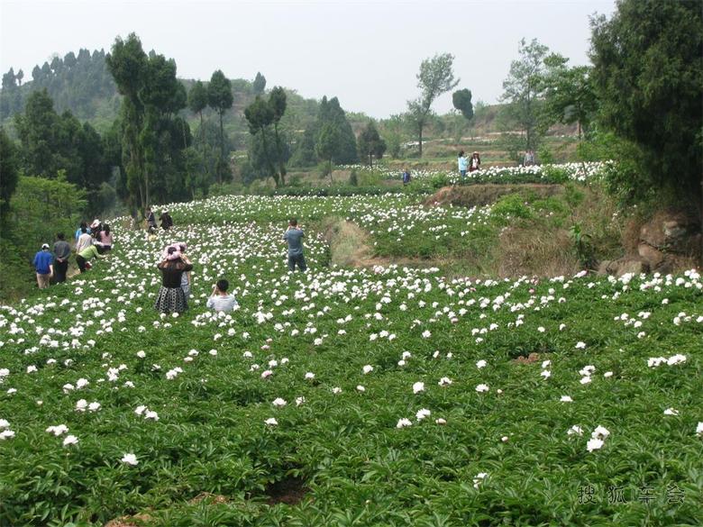 2015年自驾游德阳路书--(6)中江