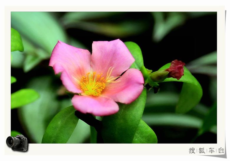 【安阳百川】温室里的花朵