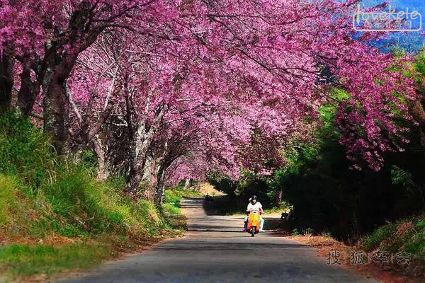 2.8-2.17 相遇初春-泰国-清迈+清莱