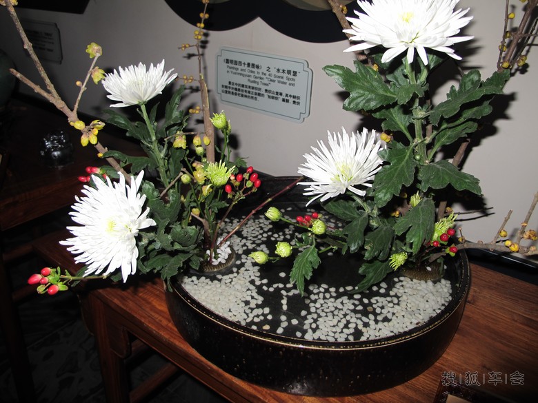 颐和园新春,腊梅展。