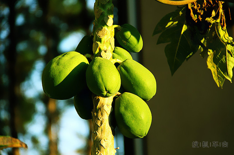 海南自驾:青木瓜之味