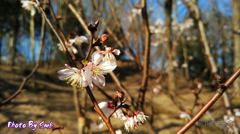 【S6写手】早开的玉渊潭樱花_北京比亚迪S6