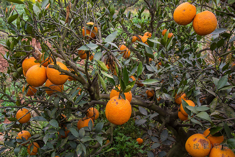 金堂三溪镇--中国脐橙之乡