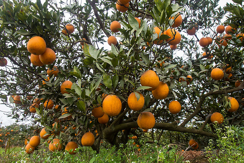 金堂三溪镇--中国脐橙之乡