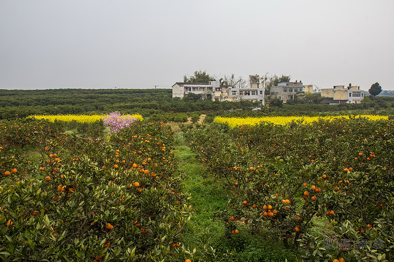 金堂三溪镇--中国脐橙之乡