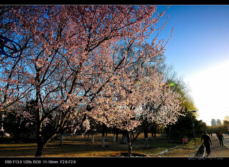 北京奥林匹克森林公园北园有很多桃花林啊~~