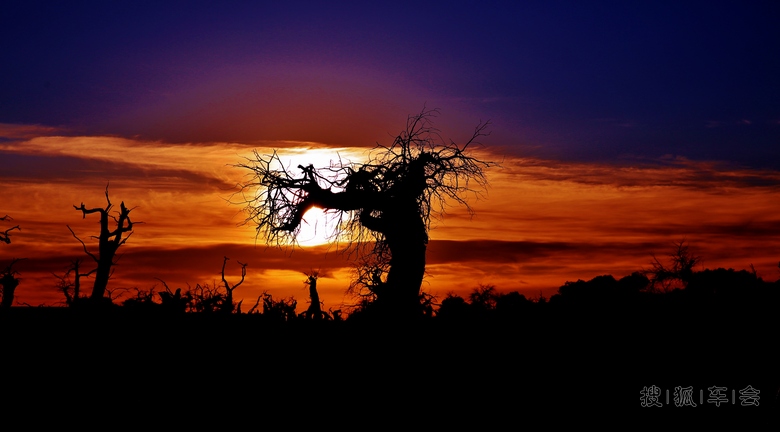 大漠深处·胡杨【1】视频_海淀区车友论坛_搜狐车友会