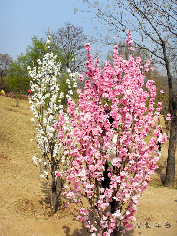 【安阳百川】一年四季在于春