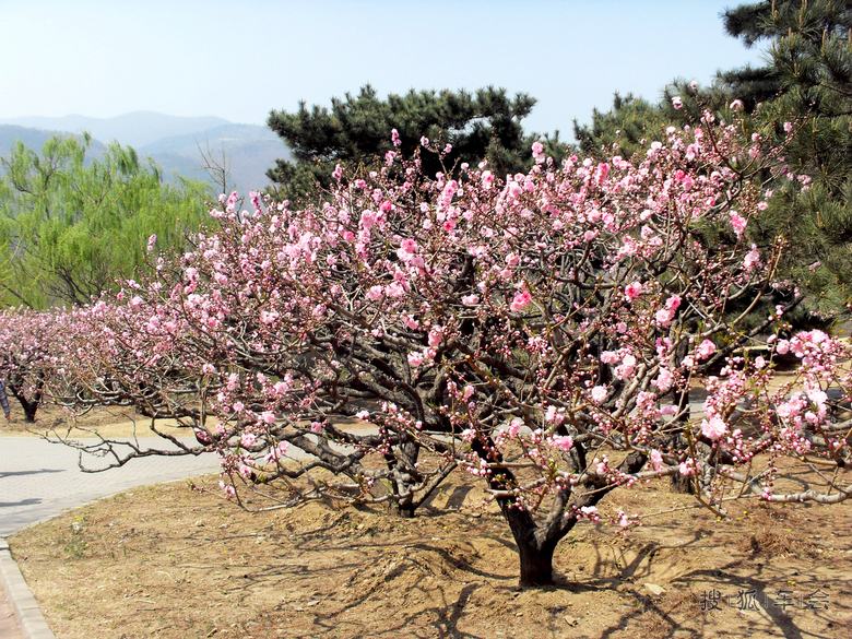 【安阳百川】一年四季在于春