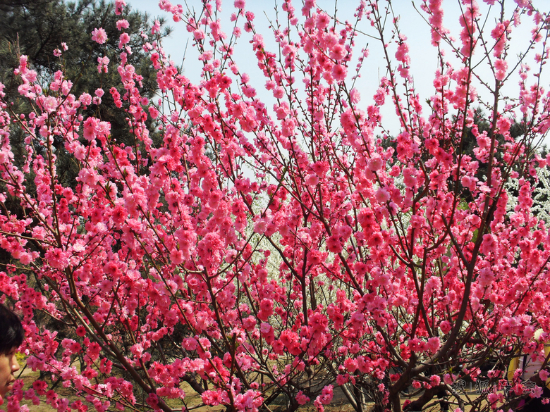【安阳百川】一年四季在于春