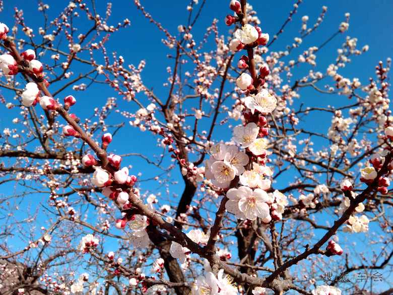 【车友出游】踏青顺平杏林花海间_北斗星-星华