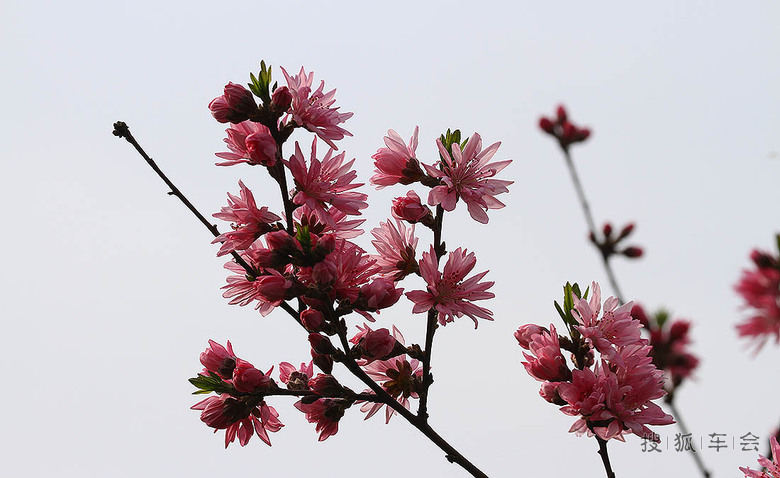 春暖花开-菊花碧桃