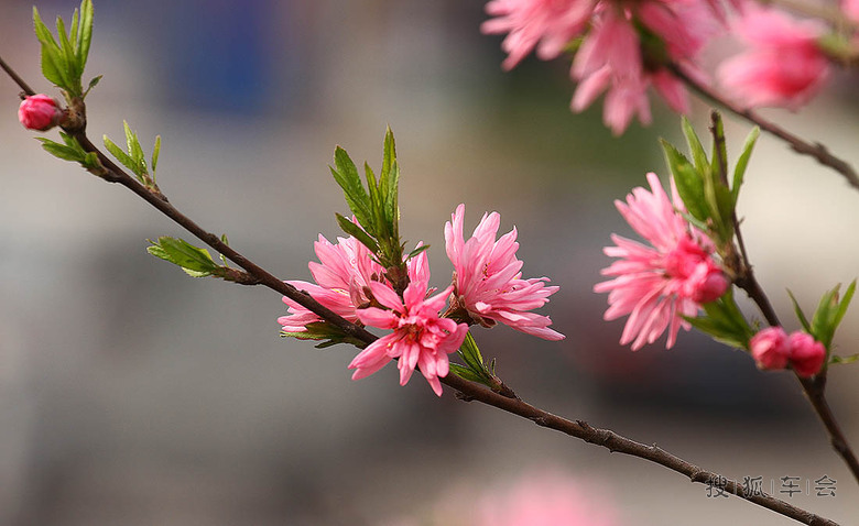 春暖花开-菊花碧桃