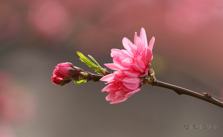 【安阳百川】春暖花开-菊花碧桃