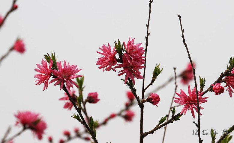 【安阳百川】春暖花开-菊花碧桃