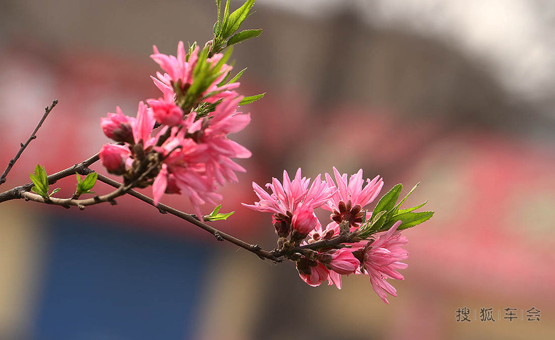 【安阳百川】春暖花开-菊花碧桃