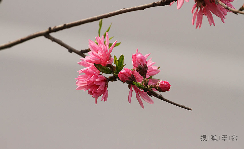 【安阳百川】春暖花开-菊花碧桃